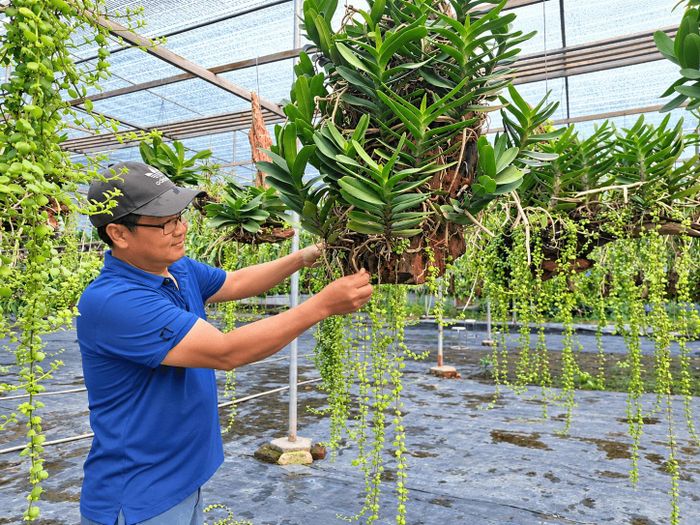 Các gia đình ở khu vực Đông La, xã An Khánh trồng hoa lan giá trị kinh tế cao và làm đẹp cho không gian làng quê. Ảnh: Nguyễn Mai