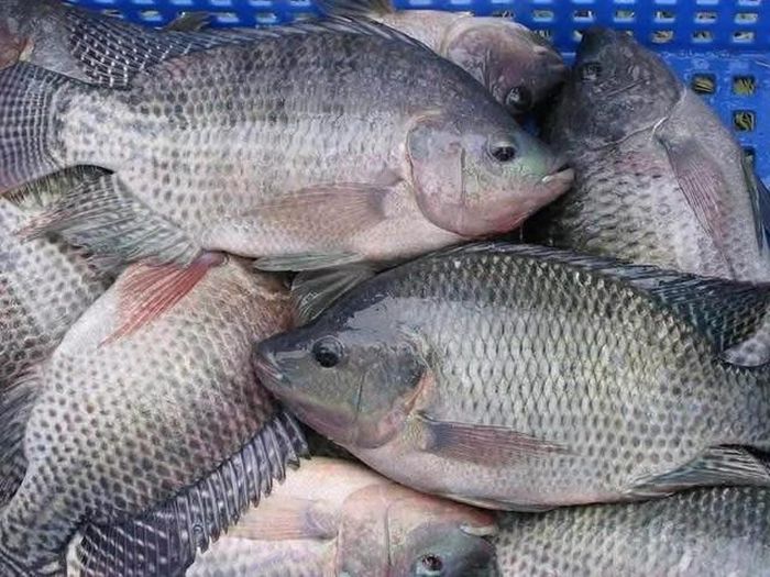 Cá rô phi là một trong những loài cá thịt trắng được ưa chuộng trên thế giới.