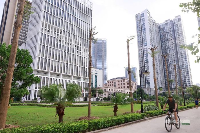 Hàng cây ven hồ tại Công viên An Hòa sau khi được cắt tỉa, phục vụ chỉnh trang cảnh quan. Ảnh: Tuấn Anh
