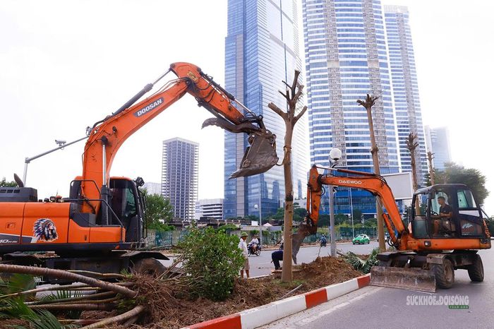 Máy xúc đào gốc, đánh chuyển các cây cảnh trên dải phân cách đường Dương Đình Nghệ. Ảnh: Tuấn Anh