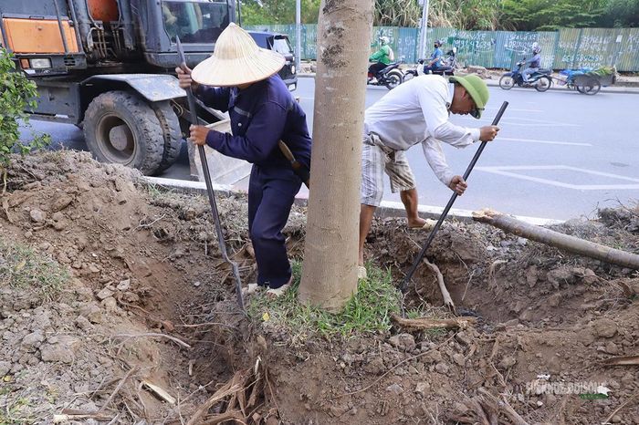 Những cây xanh sau khi đào gốc, bó bầu được tập kết chờ vận chuyển. Ảnh: Tuấn Anh