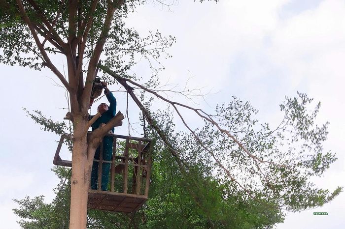 Công nhân cắt tỉa cành, tán cây trước khi đánh chuyển. Ảnh: Tuấn Anh