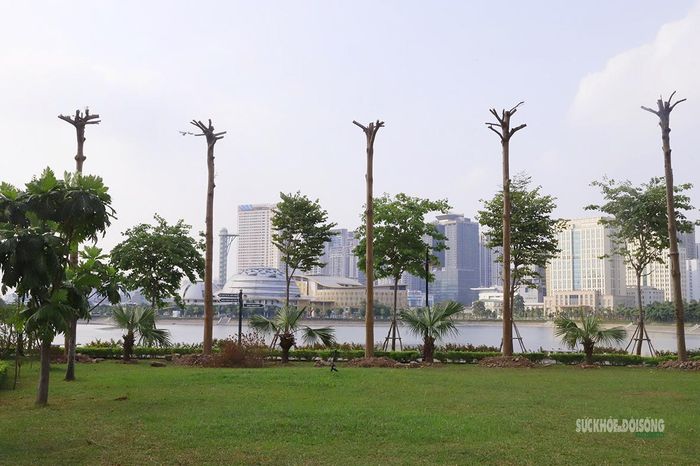 Những cây cảnh được trồng tại Công viên An Hòa, tạo cảnh quan xanh. Ảnh: Tuấn Anh