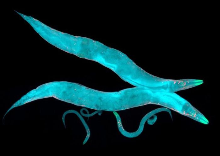 Ở loài giun tròn Caenorhabditis elegans, cái lạnh thực chất đã kích hoạt một hệ thống tín hiệu có tổ chức chặt chẽ, trong đó cơ bắp đóng vai trò là trung tâm điều phối. Ảnh: Shutterstock