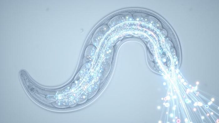 Những con giun có phần cơ luôn sản xuất enzyme CAT-4 bất kể điều kiện nhiệt độ môi trường có thể sống lâu hơn ở cả môi trường lạnh, nhiệt độ phòng lẫn môi trường ấm áp. Hình minh họa: Bioengineer