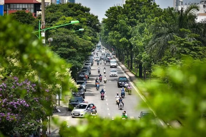 Cục Lâm nghiệp và Kiểm lâm sẽ nghiên cứu những loại cây xanh có chức năng lọc bụi mịn, khí thải ở các đô thị