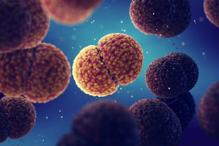 Bệnh não mô cầu do vi khuẩn Neisseria meningitidis gây ra. Ảnh: Shutterstock.