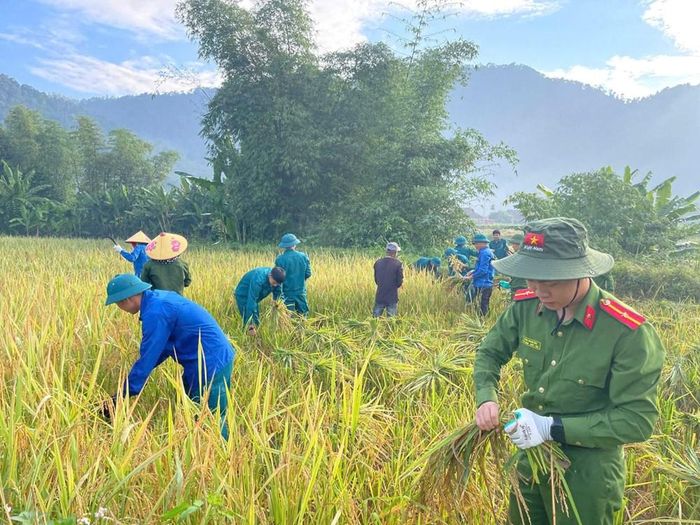 Công an xã Mường Quàng hỗ trợ Nhân dân thu hoạch lúa. Ảnh: Phan Tuyết