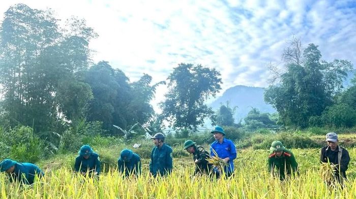 Những bó lúa sau khi thu hoạch được vận chuyển về tận các hộ gia đình