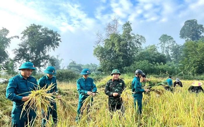 Đoàn viên, thanh niên và lực lượng vũ trang chung tay giúp các gia đình có hoàn cảnh khó khăn thu hoạch lúa