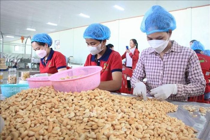 Ngành hàng điều cần chuyển dịch mạnh mẽ từ cạnh tranh bằng giá và số lượng sang cạnh tranh bằng chất lượng, thương hiệu và công nghệ.