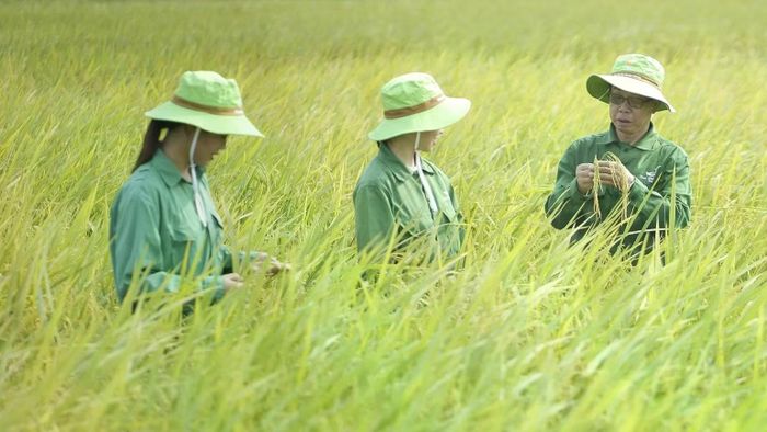 Trên cánh đồng quê lúa. (Ảnh: Nhân vật cung cấp)