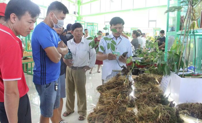 Ở nhiều vùng trồng, nhận diện sâm chủ yếu dựa vào hình thái, đặc điểm của rễ, thân, lá, hương vị và kinh nghiệm của người trồng lâu năm (Ảnh: T.N)