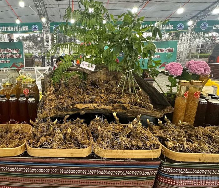 Giám định về hình thái cây sâm cần phải đầy đủ các bộ phận lá, hoa, quả và hạt (Ảnh: ĐÔNG HUYỀN)