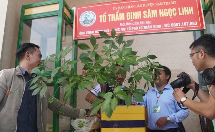Huyện Nam Trà My (cũ) thành lập Tổ sâm Ngọc Linh để kiểm soát sản phẩm, hàng hóa tại phiên chợ sâm và dược liệu. (Ảnh: H.T)
