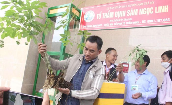 Các thành viên Tổ thẩm định sâm Ngọc Linh bằng kinh nghiệm, hiểu biết về dược liệu quý này (Ảnh: T.N)