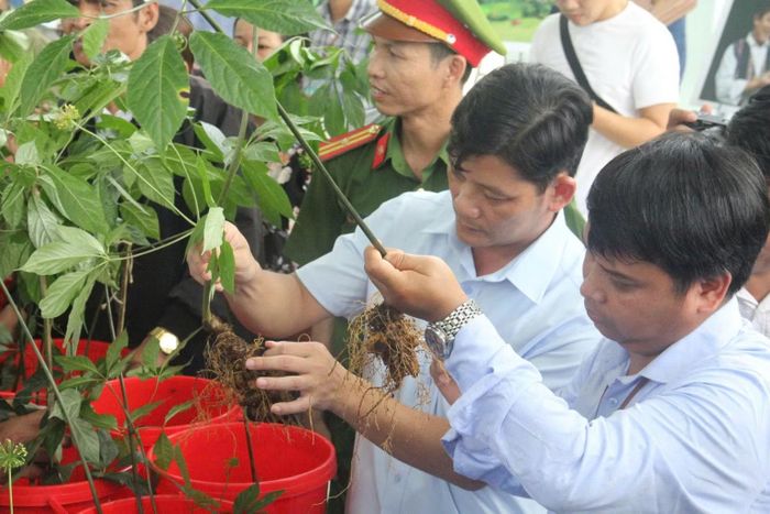 Cơ sở kiểm định chuyên nghiệp sẽ giúp cơ quan chức năng kiểm soát, nhận diện sâm Ngọc Linh tốt hơn. (Ảnh: T.N)