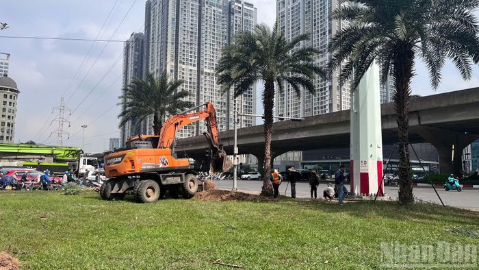 Công nhân cùng máy móc chuyên dụng được huy động để cắt tỉa cành, đào gốc, bó bầu và di chuyển cây xanh trên vỉa hè, dải phân cách. Một số cây phải chặt hạ để phục vụ việc bàn giao mặt bằng thi công.