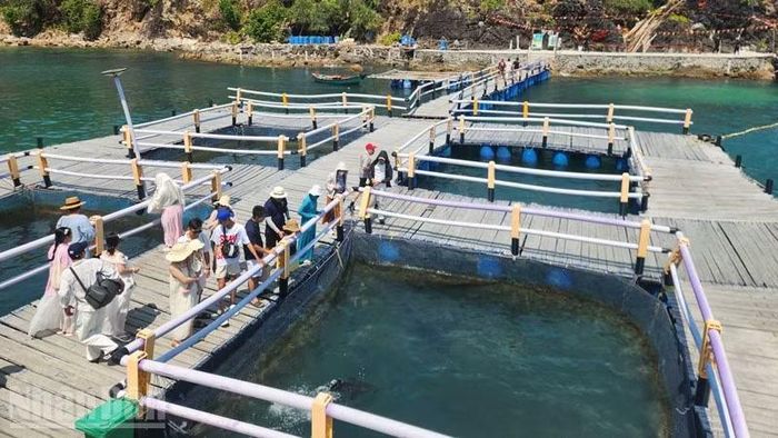 Nuôi biển kết hợp du lịch ở đặc khu Kiên Hải. (Ảnh: QUỐC TRINH)