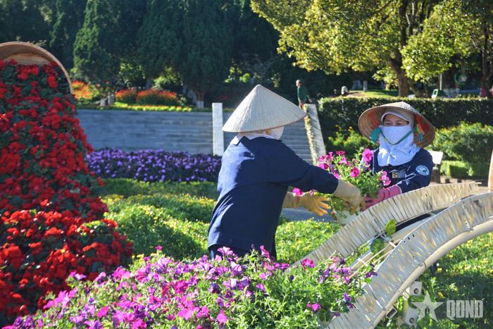  Trồng hoa mới chuẩn bị cho Festival hoa Đà Lạt lần thứ XI năm 2026.