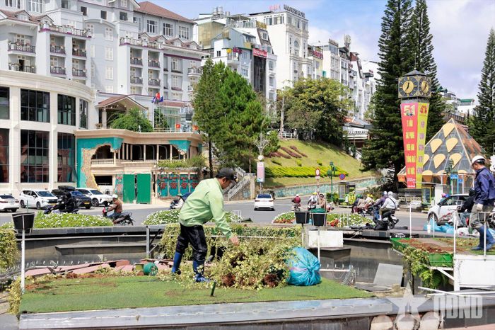  Thay hoa và cây cảnh mới chuẩn bị Festival hoa Đà Lạt lần thứ XI.