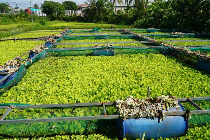  Ao nuôi ốc bươu của anh Trí xanh mát, không có mùi hôi 