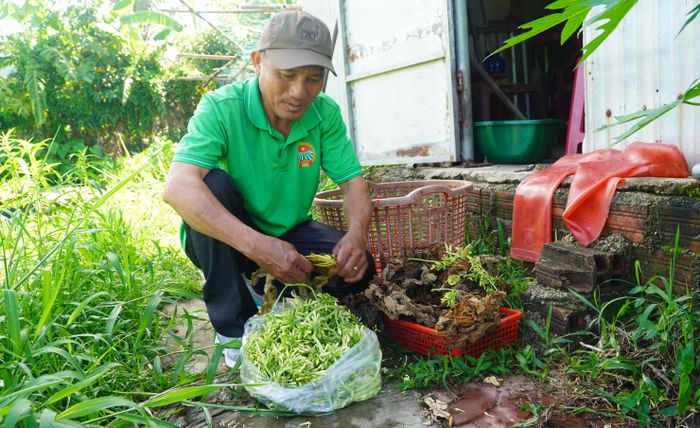  Anh Trí chuẩn bị thảo dược cho ốc bươu đen ăn 