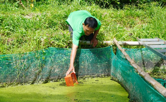  Khu ươm nuôi ốc bươu giống được phủ lên lớp bèo tấm 