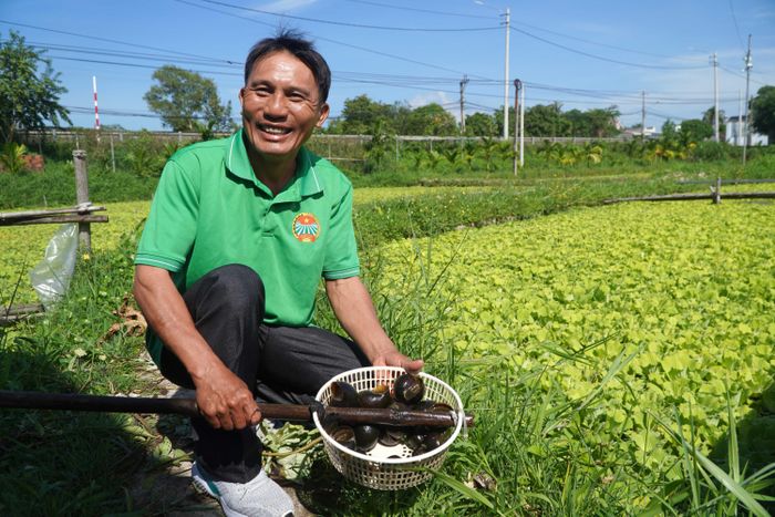  Anh Trí giới thiệu mô hình nuôi ốc bươu đen độc đáo của mình 