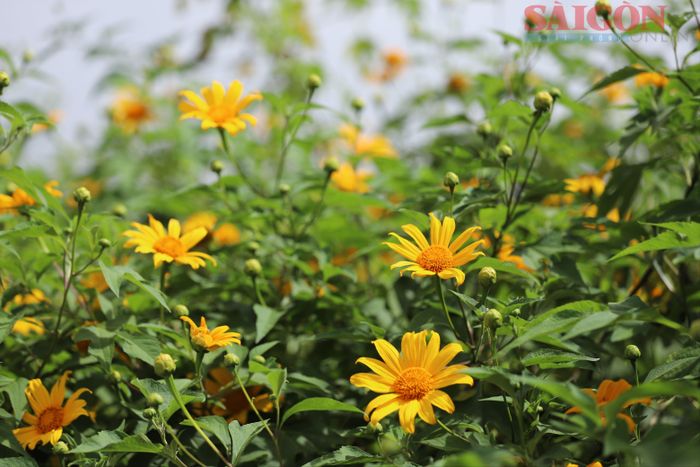 Những cánh hoa dã quỳ dưới nắng. Ảnh: ĐOÀN KIÊN