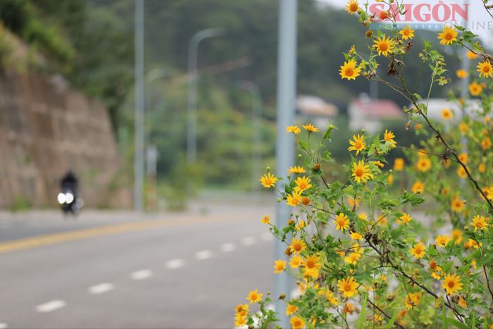 Những bông hoa dại vươn mình trên những cung đường. Ảnh: ĐOÀN KIÊN
