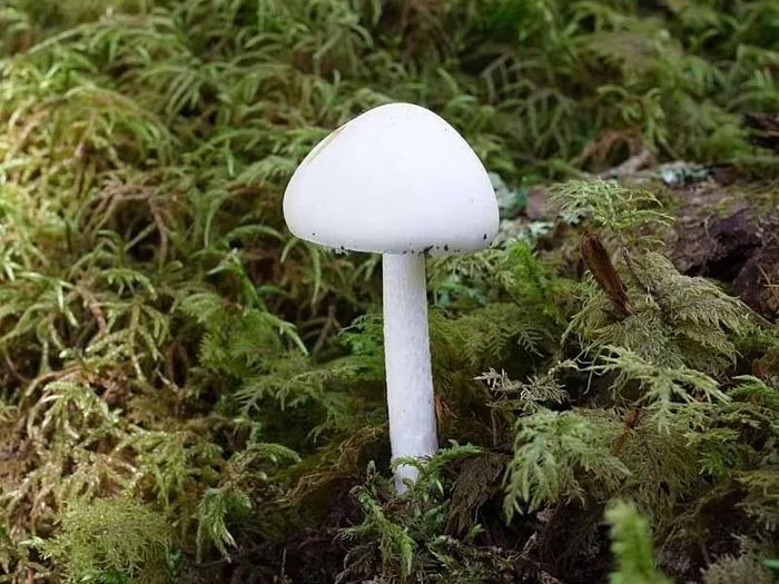 Nấm thiên thần hủy diệt (Amanita virosa). Ảnh: fungi.sakura.ne.jp