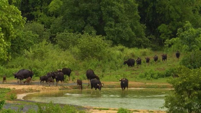 Vườn Quốc gia (VQG) Cát Tiên được lựa chọn là điểm đến tiếp theo của dự án Vietnam Wild Live.