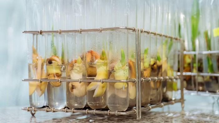 Công nghệ nuôi cấy mô được đánh giá là bước đi chiến lược để quản lý, khai thác và phát triển giống (Ảnh: Trí Trần)