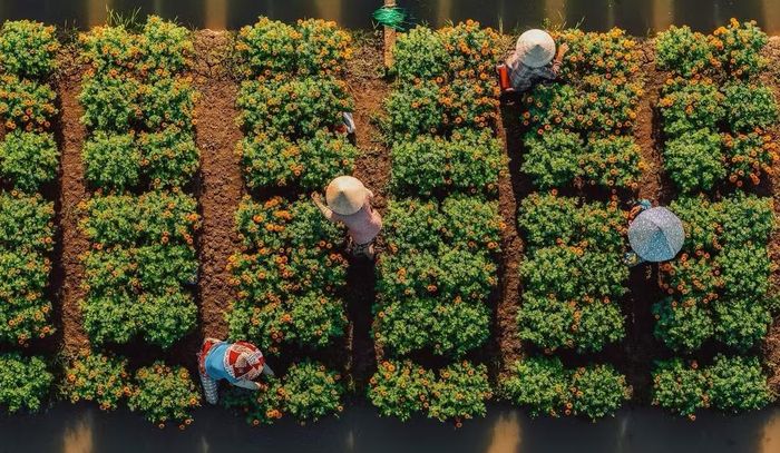 Vĩnh Long số hóa và nâng tầm nguồn giống nông nghiệp, hoa kiểng (Ảnh: Trí Trần)