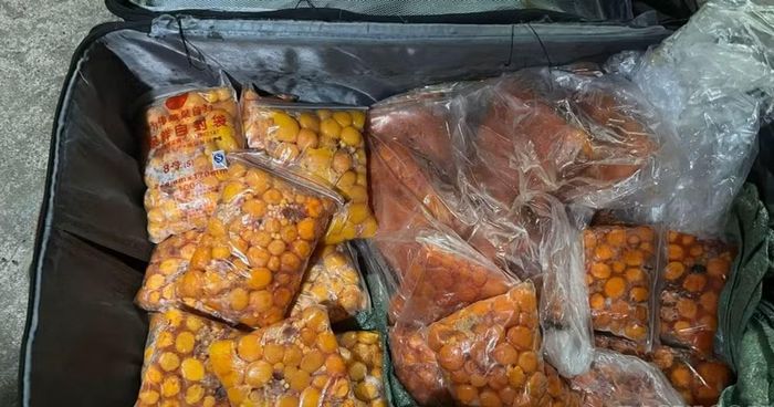 Trứng gà non được phát hiện trong một chiếc balo. Ảnh: Báo Lào Cai
