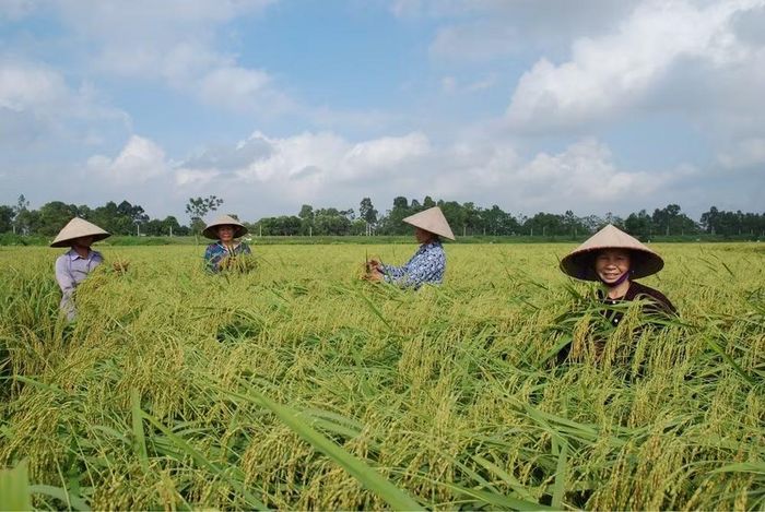 Cánh đồng lúa nếp cái hoa vàng trĩu bông tại Thụy Lâm. Ảnh: Đỗ Phong