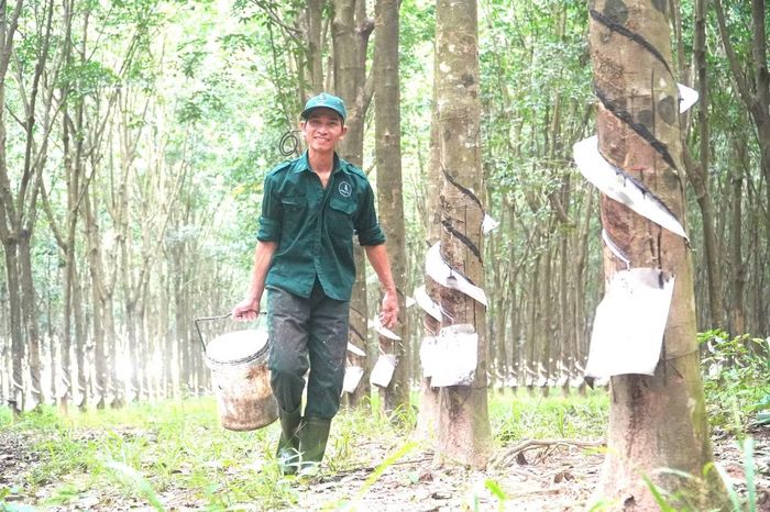 Công nhân khai thác cao su trên vườn cây tháng 10/2026