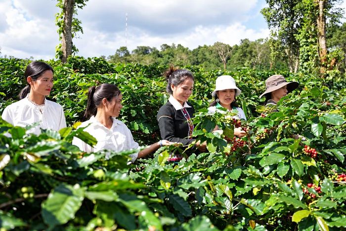 Sức hút của cà phê Khe Sanh.