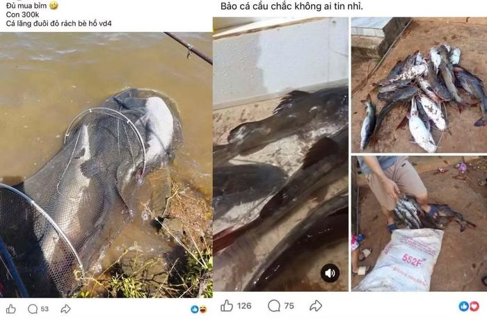Nhiều người bắt được cá lăng bị vỡ lồng.