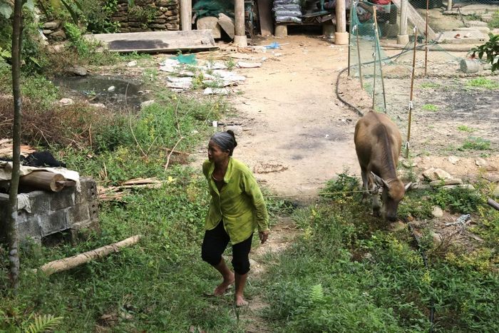 Con trâu sinh sản gia đình vừa được hỗ trợ tăng thêm quyết tâm cho anh Dương vươn lên thoát nghèo.