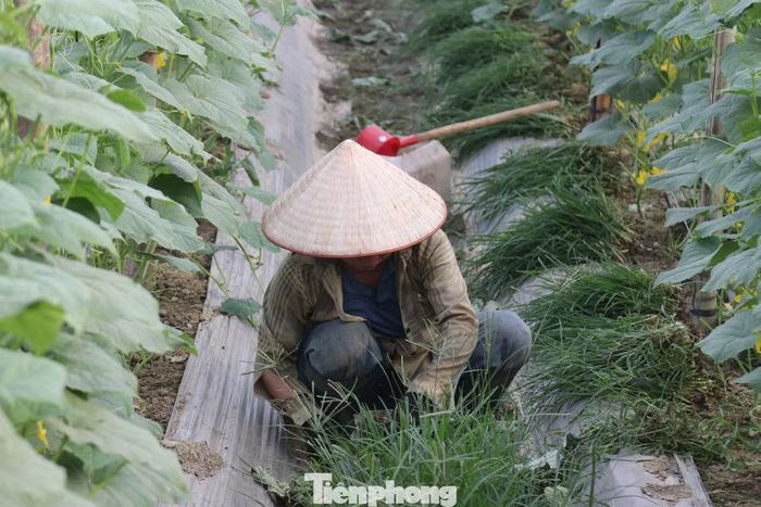 Địa phương chủ động chuyển đổi cơ cấu cây trồng đối với những diện tích đất khô cằn, thiếu chất dinh dưỡng sang cây trồng mới phù hợp.