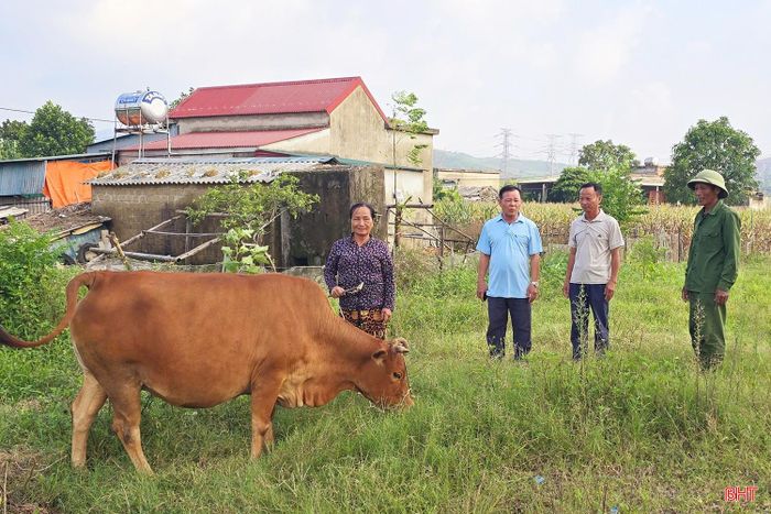 Bò giống của gia đình Lê Thị Thân đã chuẩn bị sinh lứa bê đầu tiên.
