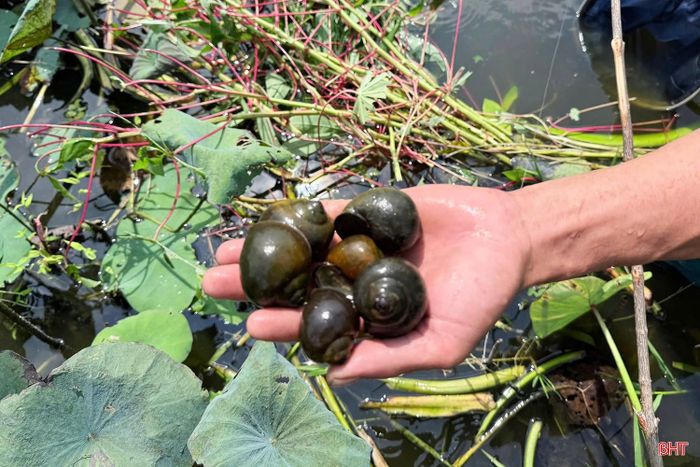 Mô hình nuôi ốc bươu đen mang lại hiệu quả kinh tế khá cho gia đình anh Lê Công Cường.