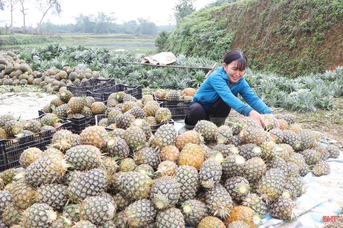 Nông dân Thượng Đức phấn khởi thu hoạch dứa.