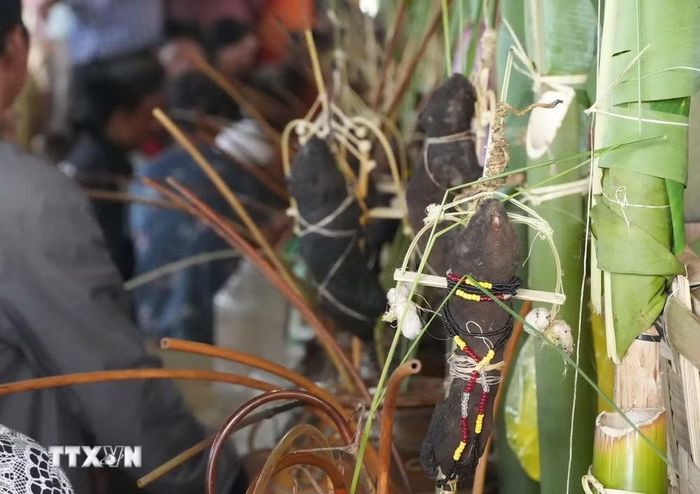 Dúi được sử dụng trong Lễ Ét Đông của bà con Bahnar nhánh Giơ Lâng, với mong muốn có một vụ mùa bội thu. (Ảnh: Dư Toán/TTXVN)