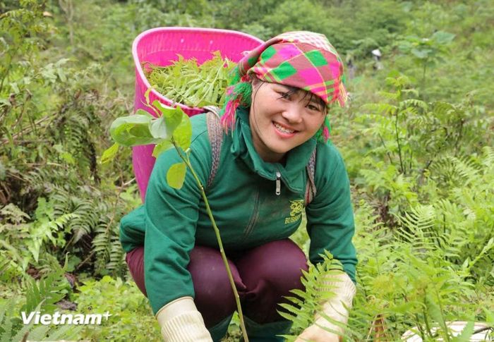 Phát triển nông nghiệp bền vững. (Nguồn ảnh: Vietnam+)