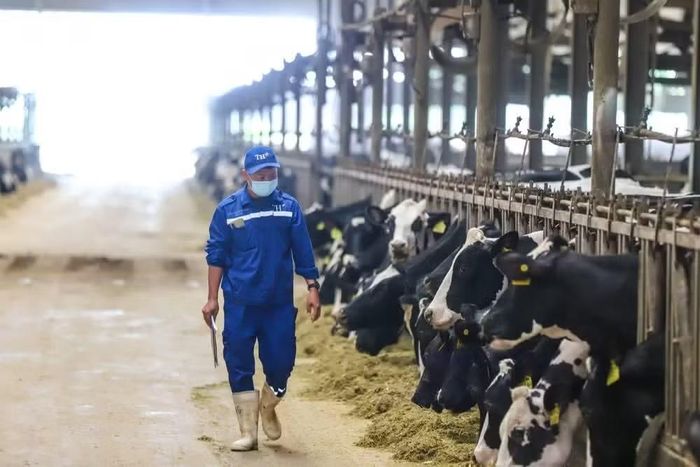 Trong giai đoạn 2021-2025 có hơn 2.000 mô hình nông nghiệp công nghệ cao, tuần hoàn, giảm phát thải được triển khai tại thực địa. (Ảnh: Vietnam+)