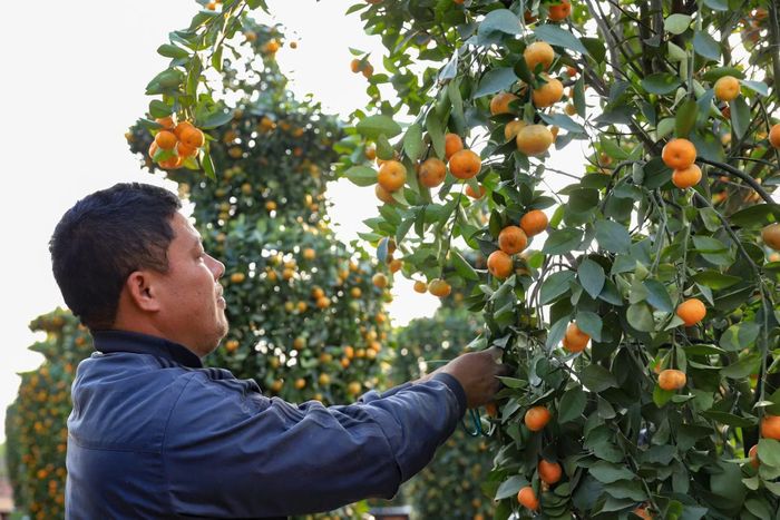 Người dân chăm sóc quất. (Ảnh: Hoài Nam/Vietnam+)