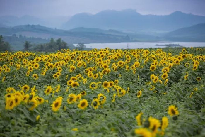 Cánh đồng hoa hướng dương. (Ảnh: Minh Sơn/Vietnam+)